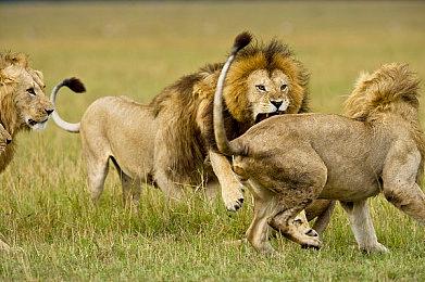 《地平线：零之曙光》PC版发布升级档 修复多处画质问题