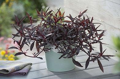 英国网民用《死亡搁浅2》拍照模式绕过人脸验证系统